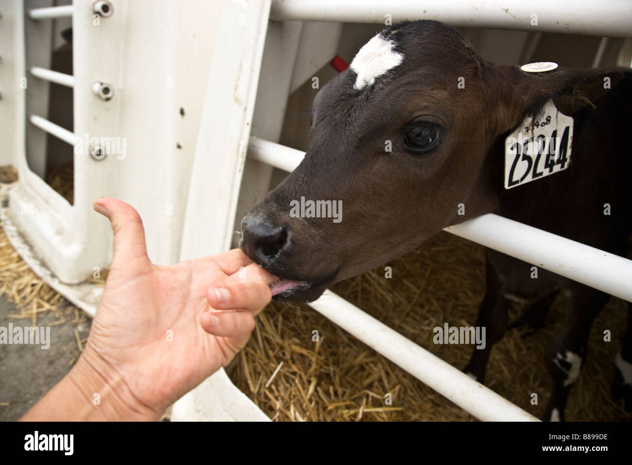 I giovani vitelli "Holstein Jersey X' , aspiranti fotografi sulle dita. Foto Stock