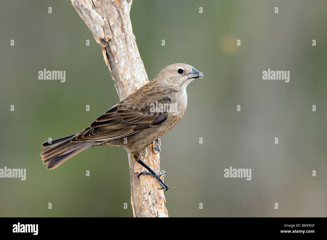 Marrone-testa femmina Cowbird Foto Stock