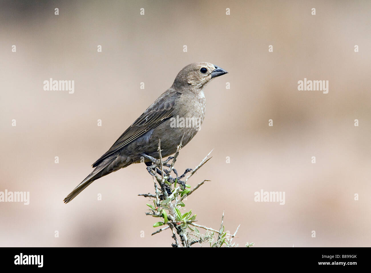 Marrone-testa femmina Cowbird Foto Stock