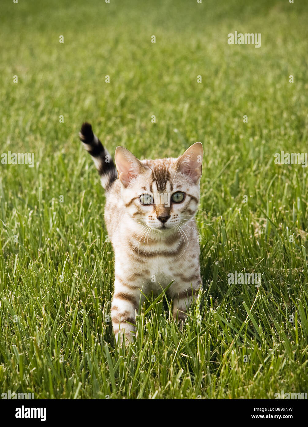 Faccia piena vista del giovane bengala gattino in erba Foto Stock