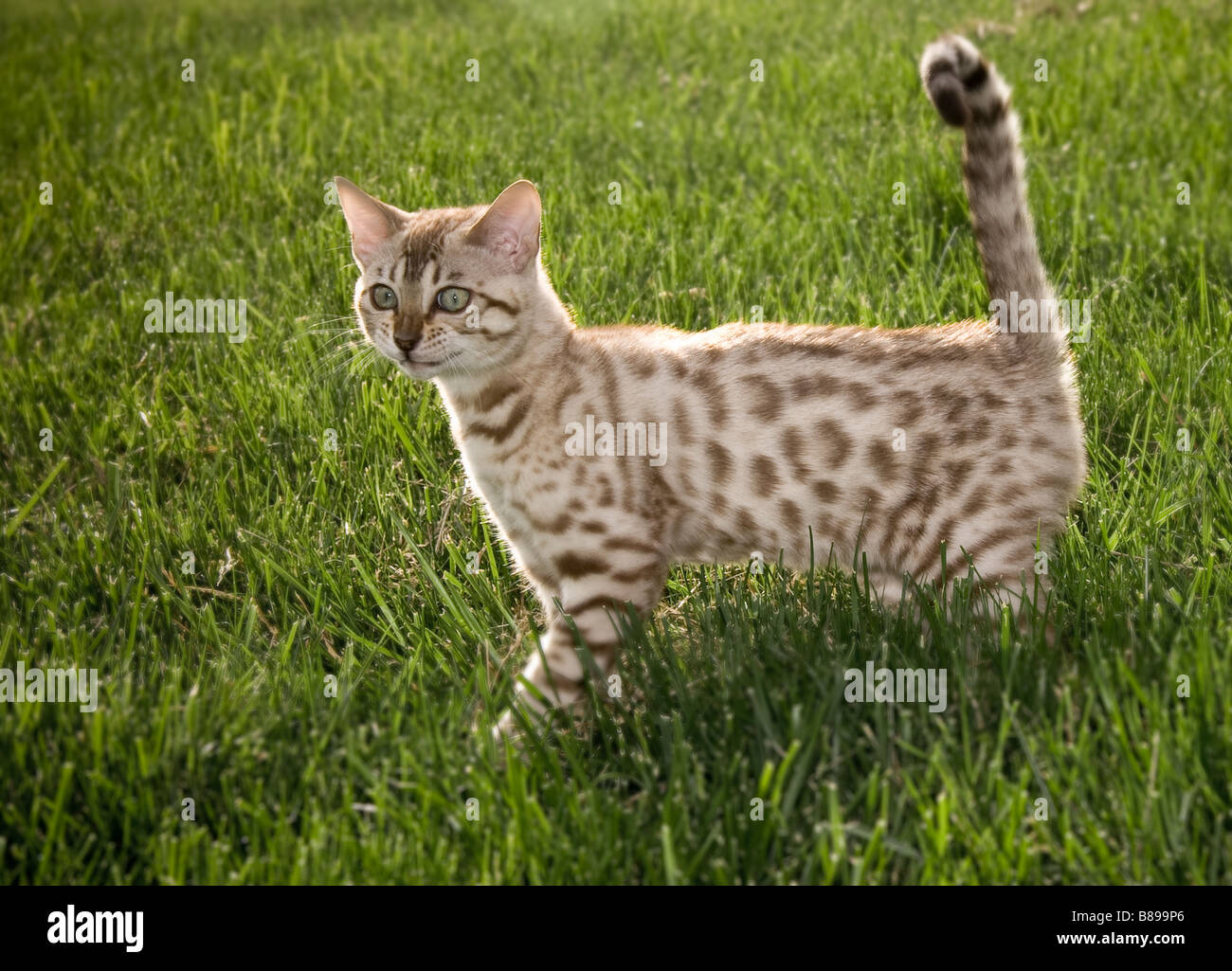 I giovani di colore marrone e bianco il Bengala gattino con pensieroso expression Foto Stock
