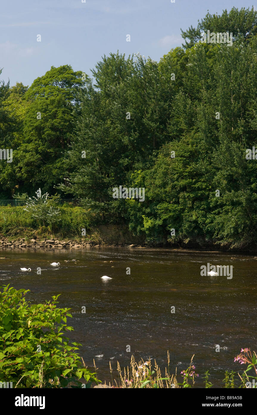 Cigni sul fiume Ribble al Parco Avenham Preston Lancashire Regno Unito Foto Stock