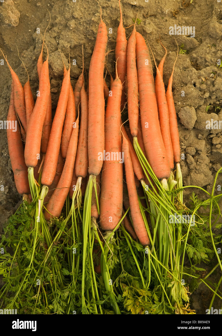 Appena raccolto carote 'Daucus carota". Foto Stock