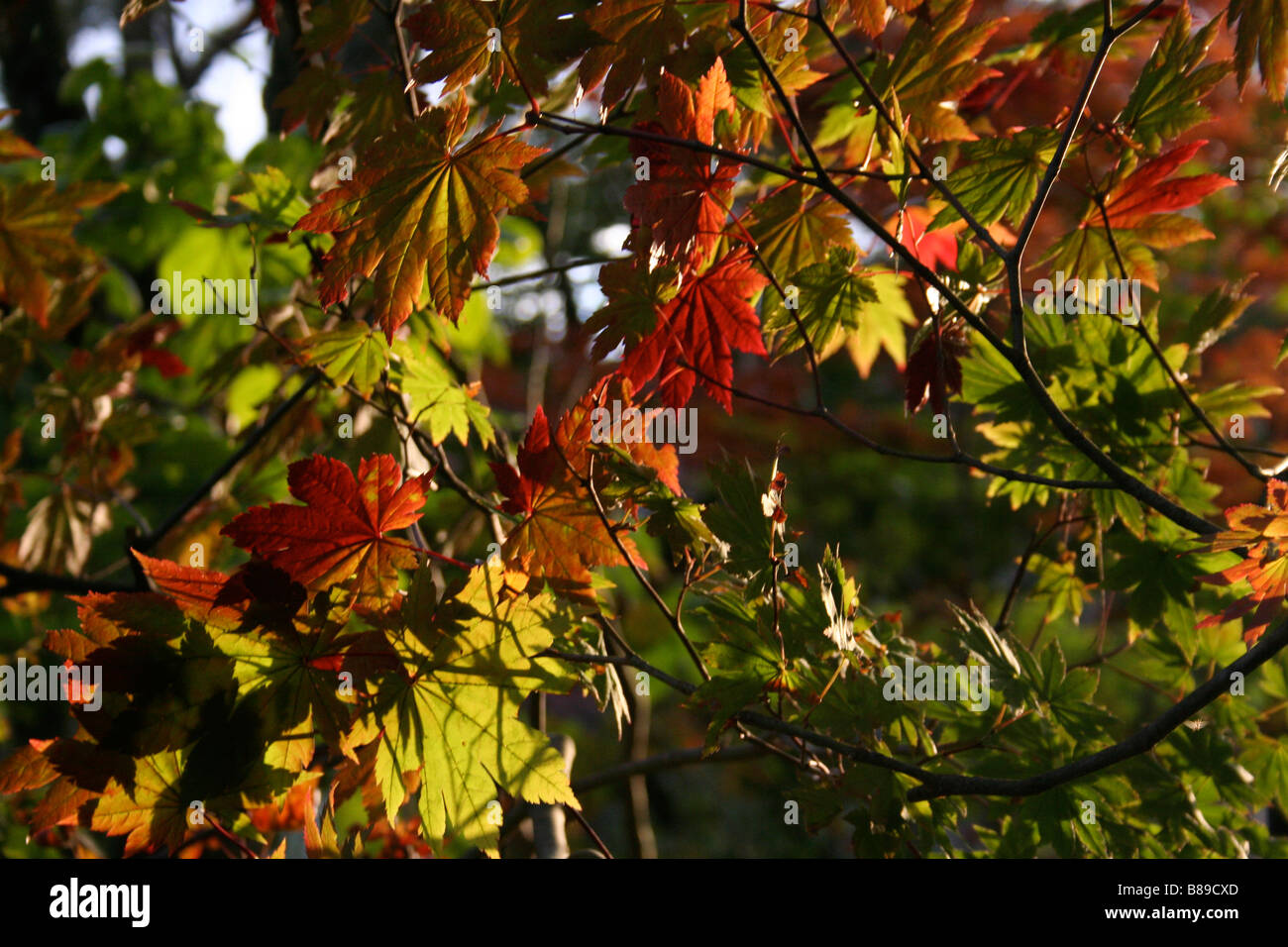 Acer japonicum "Vitifolium" fogliame/foglie con colorazione autunnale (Acer vitifolium, Acer palmatum vitifolium) Foto Stock