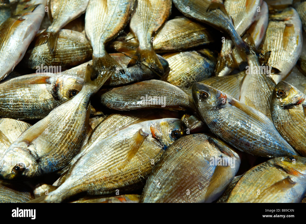 Pesce fresco - Oratine - Venezia Rialto Mercato del Pesce Foto Stock