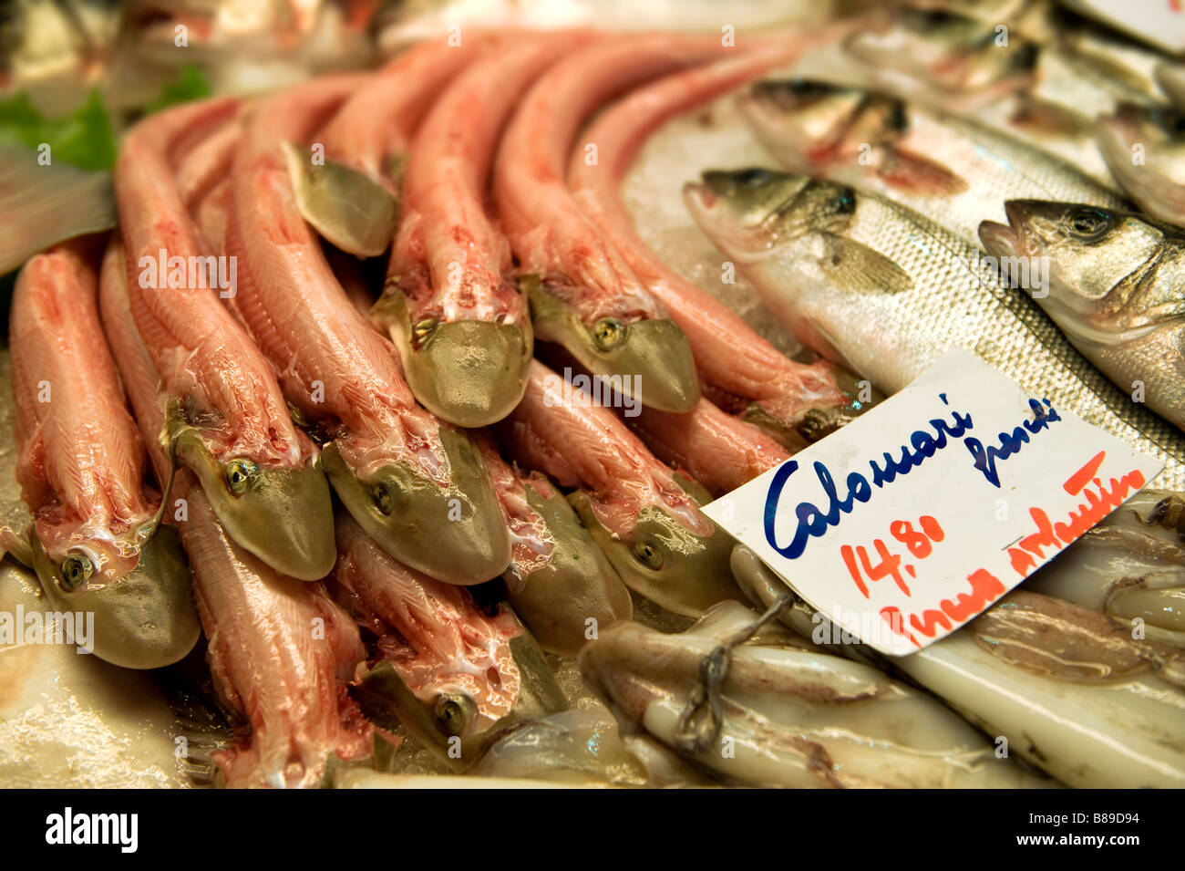 Pressione di stallo di pesce - Kalombo - pesce cane - Venezia Rialto Mercato del Pesce Foto Stock