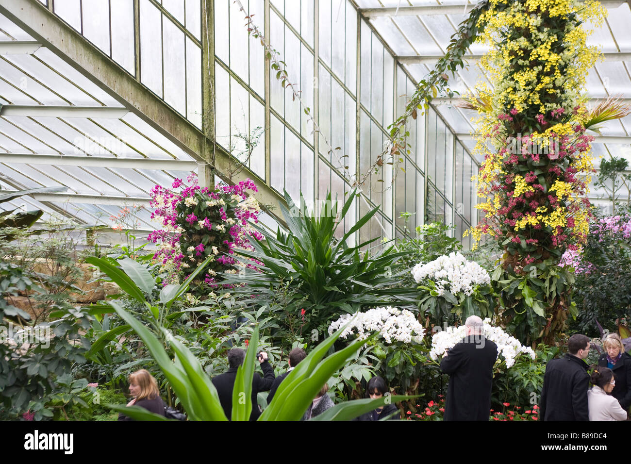 250 anniversario di Kew Gardens.All'interno della Principessa di Galles Conservatorio che presentano piante tropicali ed orchidee Foto Stock
