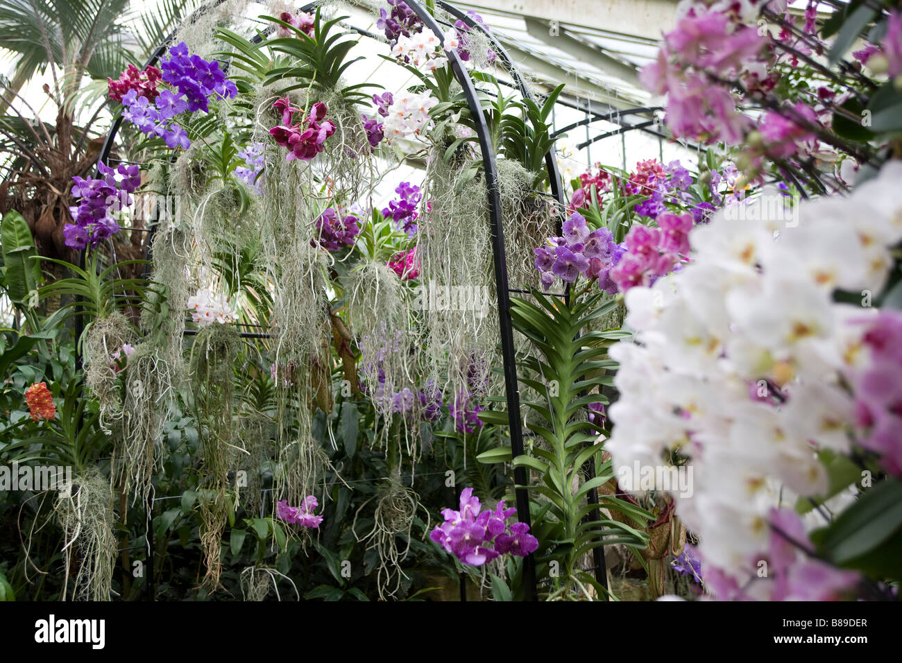 250 anniversario di Kew Gardens.All'interno della Principessa di Galles Conservatorio che presentano piante tropicali ed orchidee Foto Stock