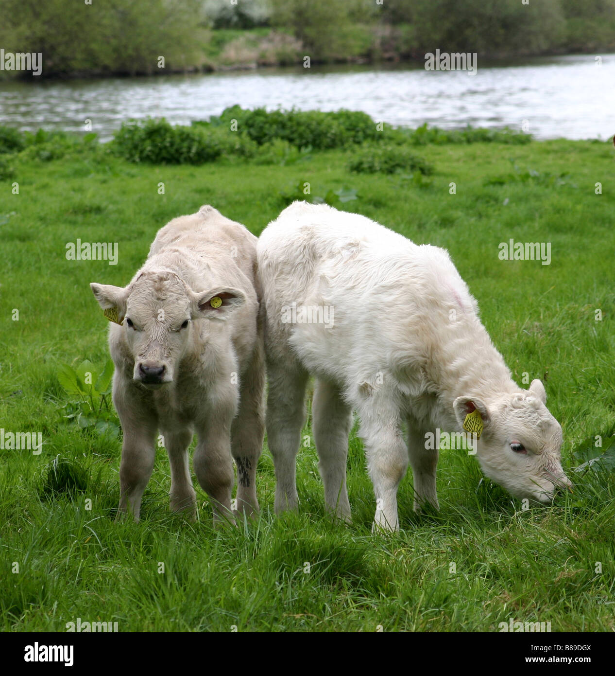 Charolais vitelli in una fattoria NEL REGNO UNITO. Foto Stock