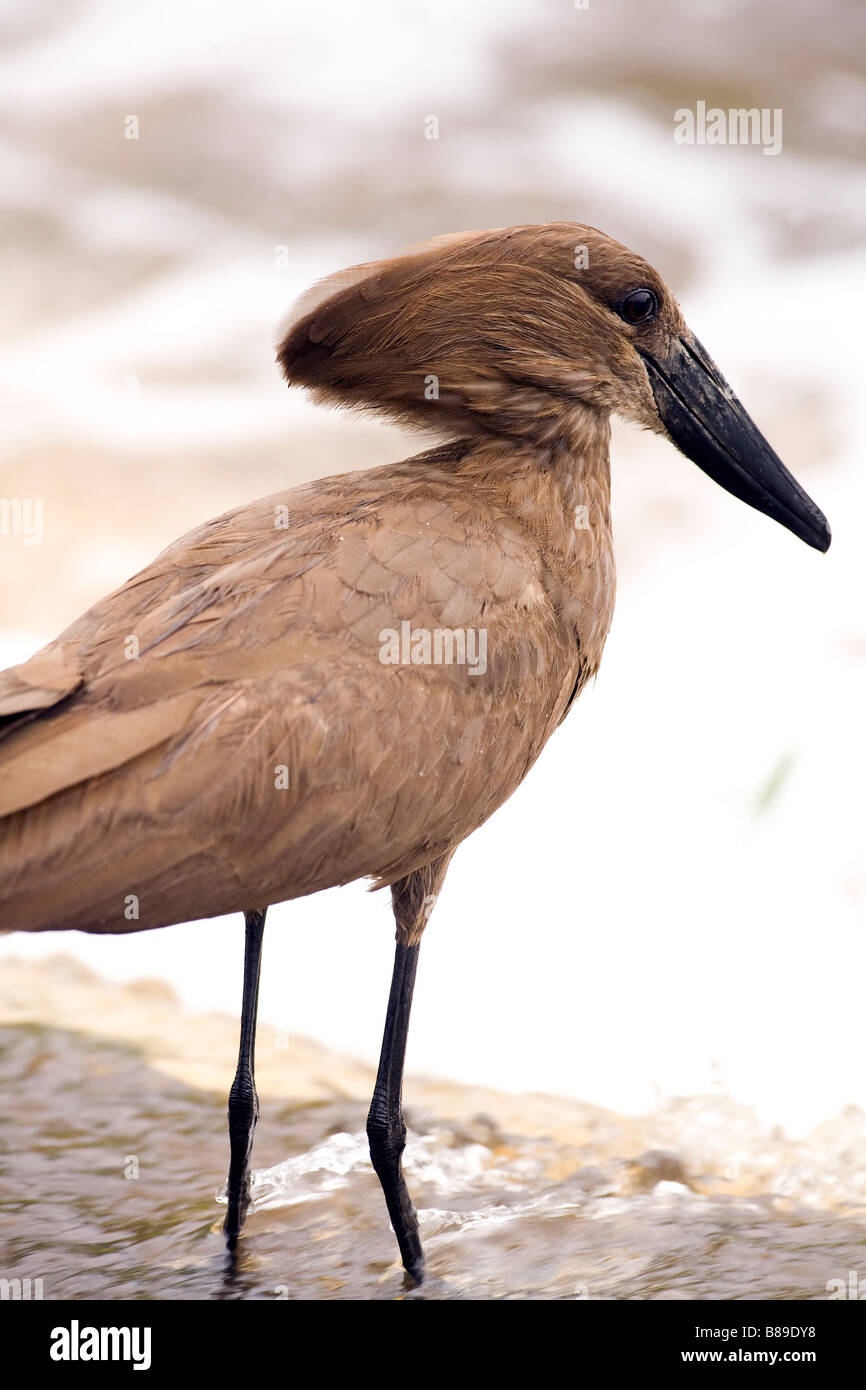 Hamerkop Hamerhead Scopus umbretta Foto Stock