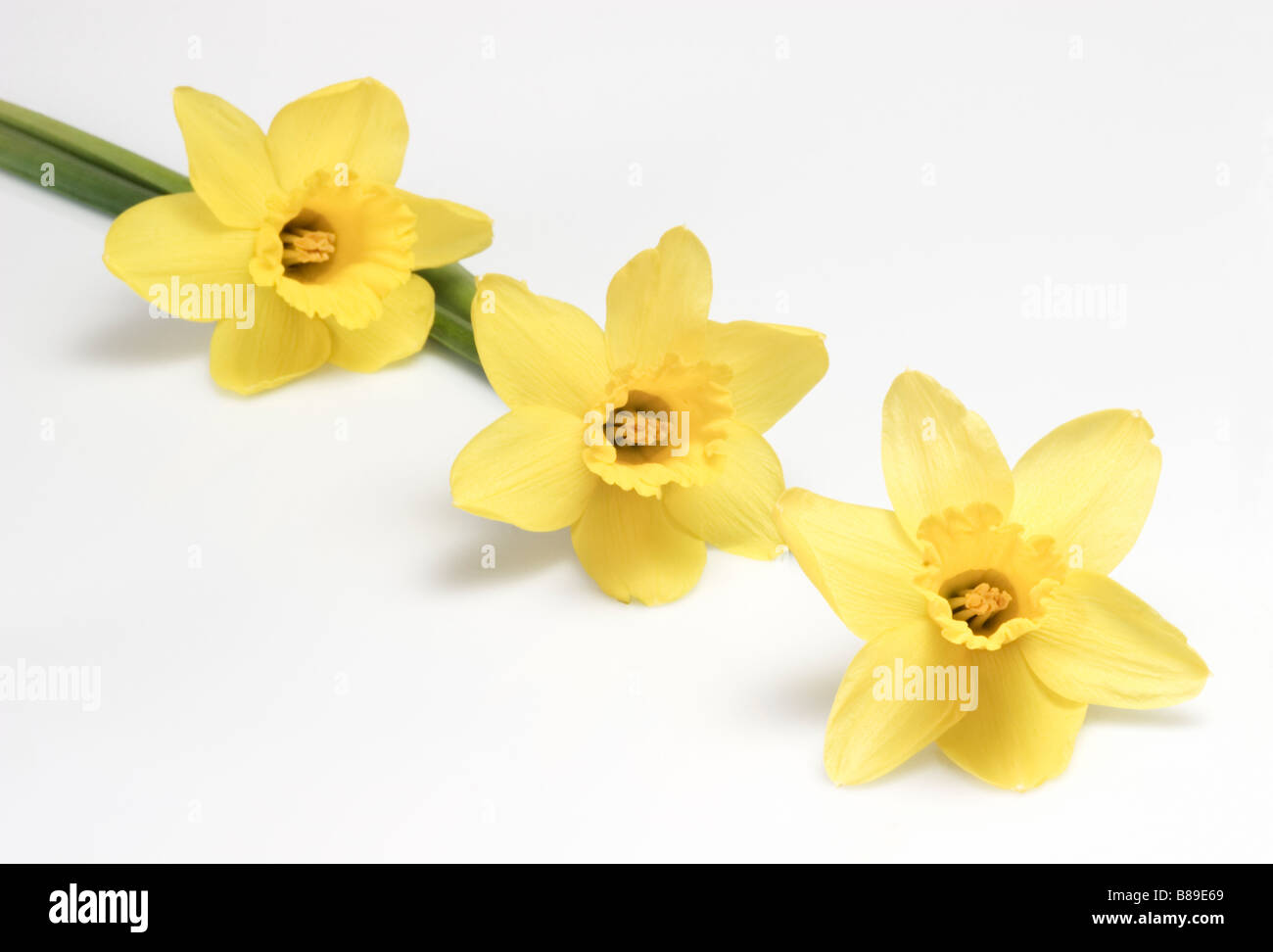 Tre gialli narcisi in una riga Foto Stock