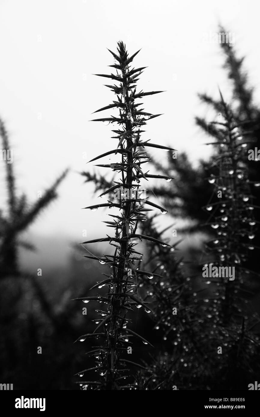 Gorse boccole contemplati all'inizio di rugiada di mattina. New Forest, Hampshire REGNO UNITO. Foto Stock