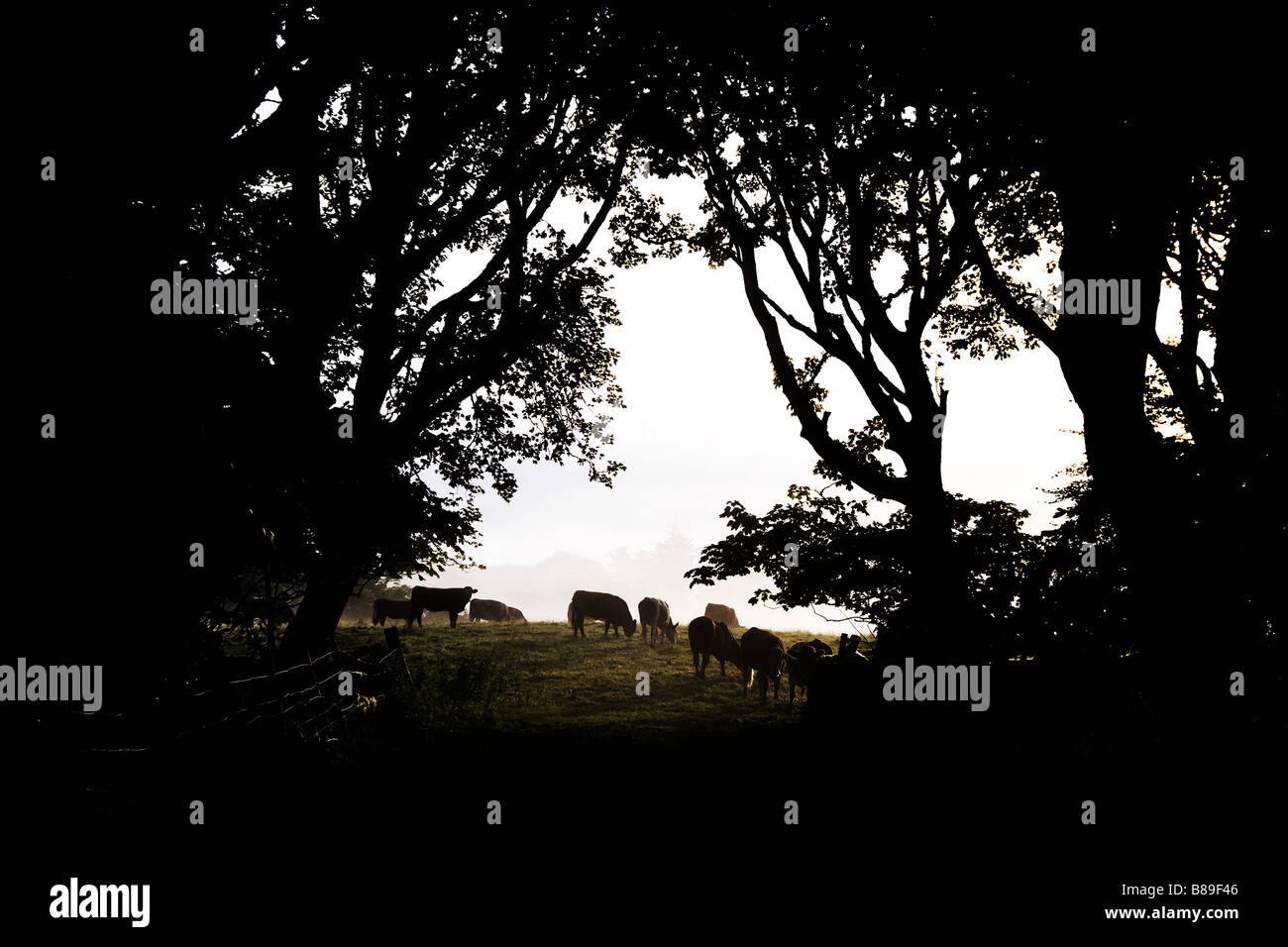 Il bestiame attraverso gli alberi Foto Stock