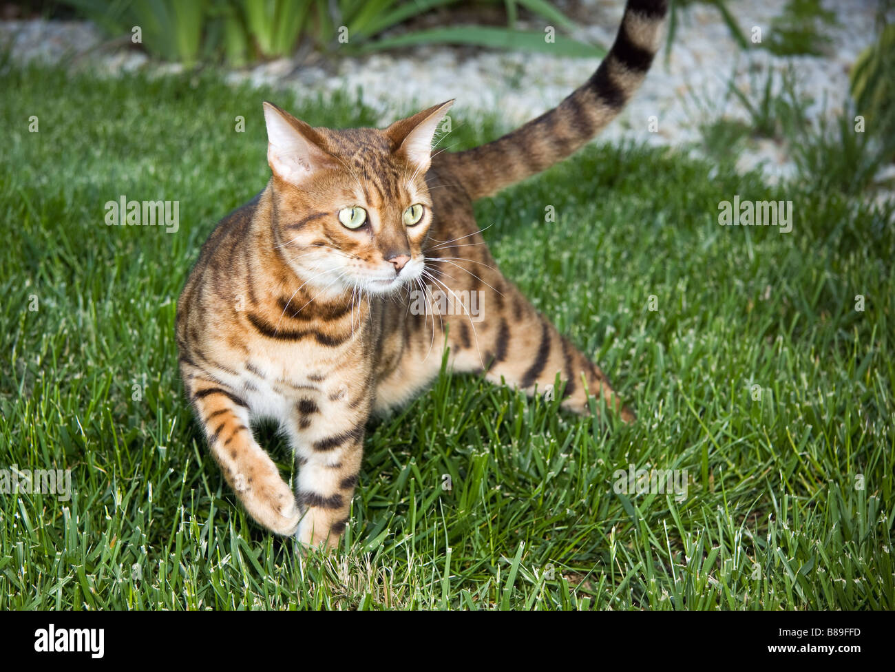 Il Bengala gattino nel giardino Foto Stock