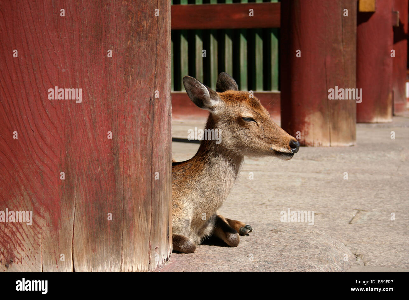 Deer in appoggio contro un pilastro all'entrata di Tempio di Todai-ji di Nara, Giappone Foto Stock