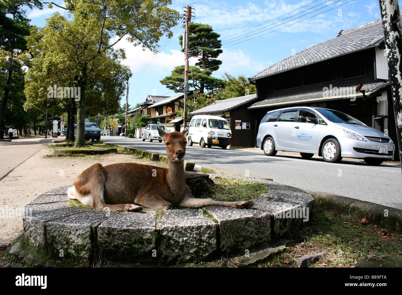 Deer appoggiato accanto a una strada a Nara Foto Stock