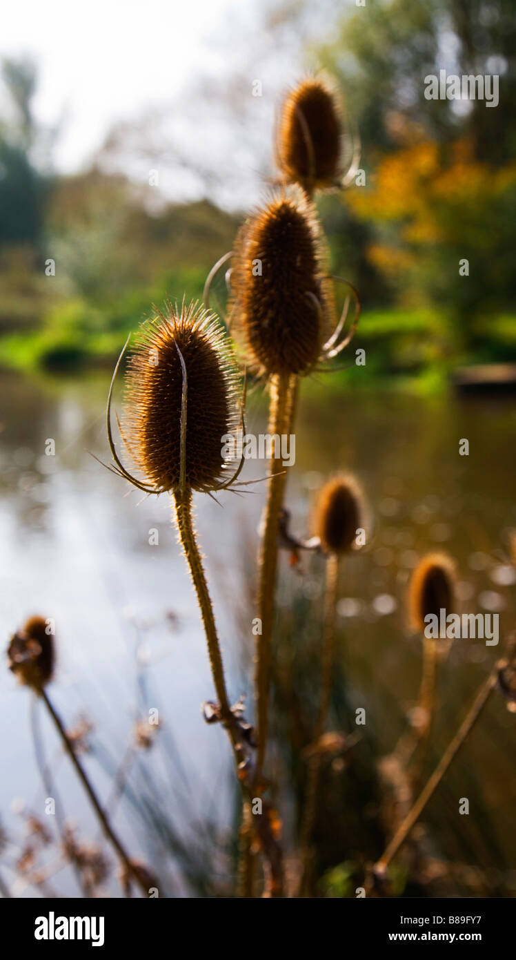 Teasel piante che crescono vicino a un fiume. Confini di Hampshire e Dorset. Regno Unito. Foto Stock