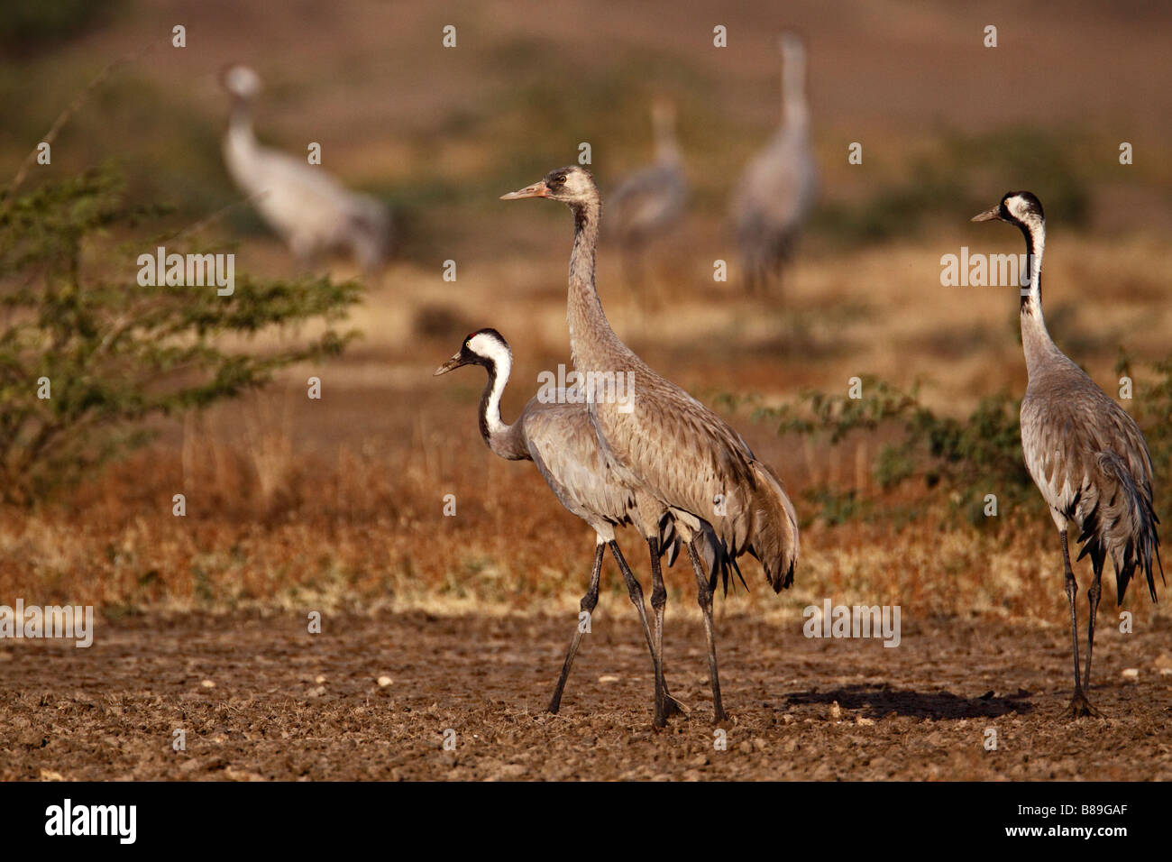 Gru comune (grus grus) sul terreno nel Rann di Kutch Foto Stock