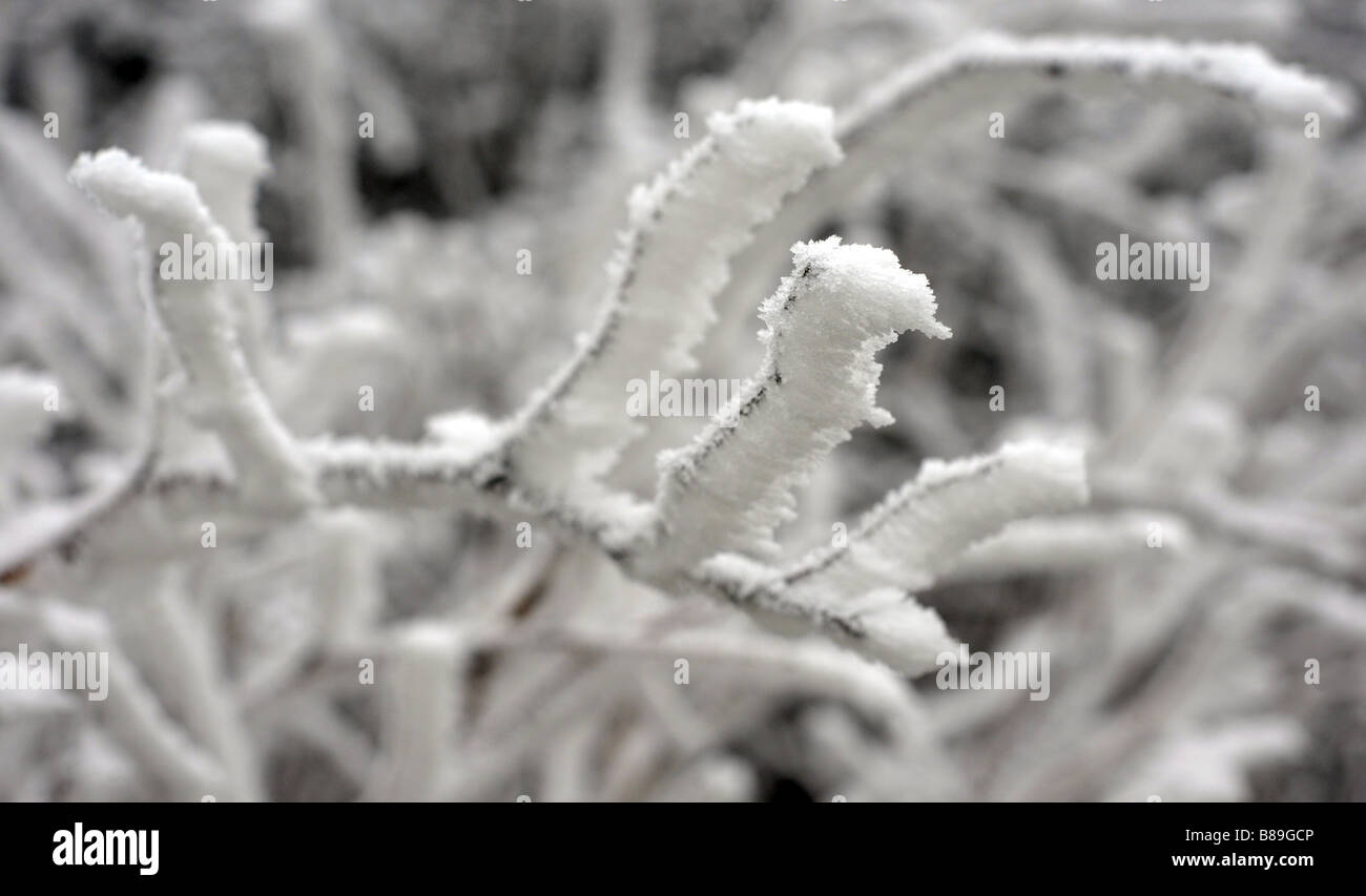 Un profondo trasformata per forte gradiente frost si deposita sulla vegetazione del Lickey Hills vicino a Bromsgrove come il freddo inizia a scatto per colpire. Foto Stock