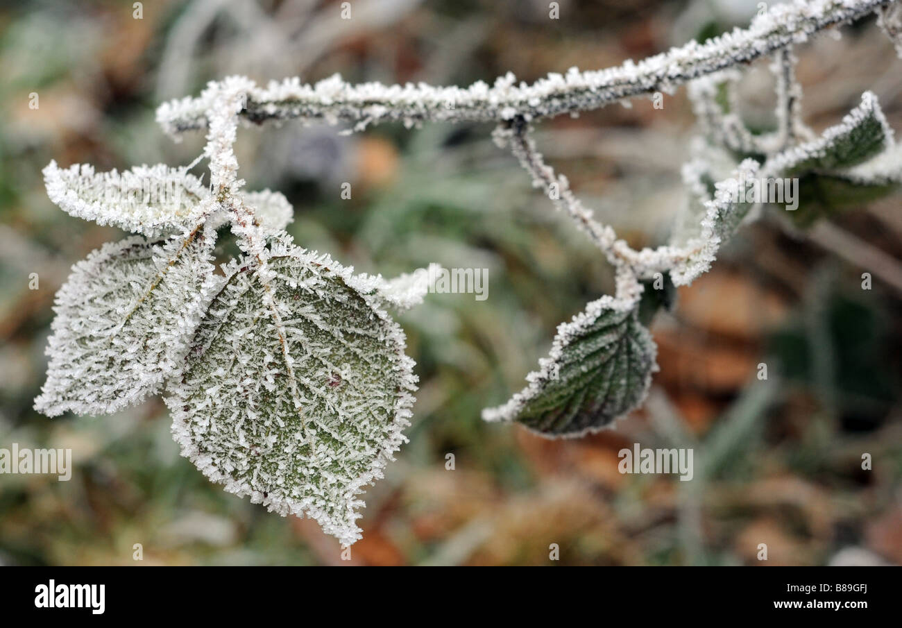 Un profondo trasformata per forte gradiente frost si assesta su rovi e vegetazione del Lickey Hills vicino a Bromsgrove come il freddo inizia a scatto per colpire. Foto Stock