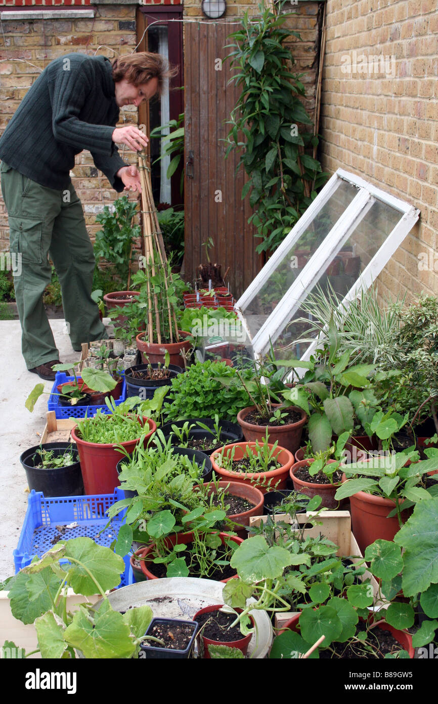 Giardiniere piante tendente al suo patio. Foto Stock