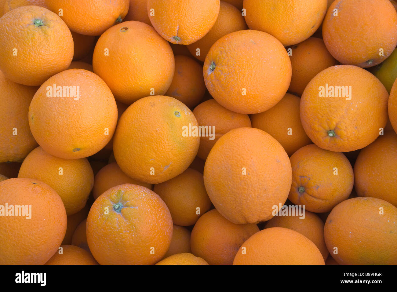 Raccolte le arance navel Washington" varietà. mercato agricolo. Foto Stock
