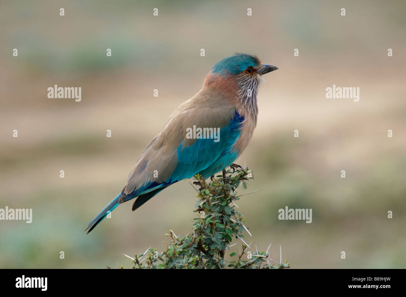 Adulto rullo indiana Coracias benghalensis in un deserto in Rajasthan, India Foto Stock