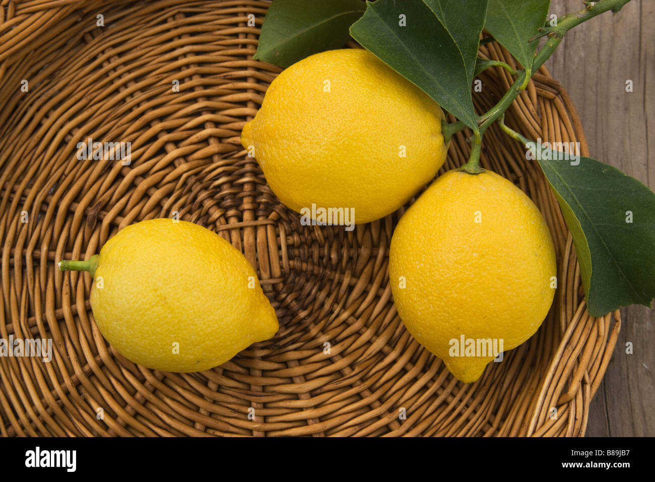 Raccolte di limoni " Lisbona" varietà sul vassoio. Foto Stock
