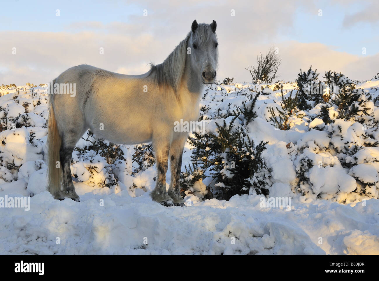 Dartmoor Pony nella neve all'alba Foto Stock