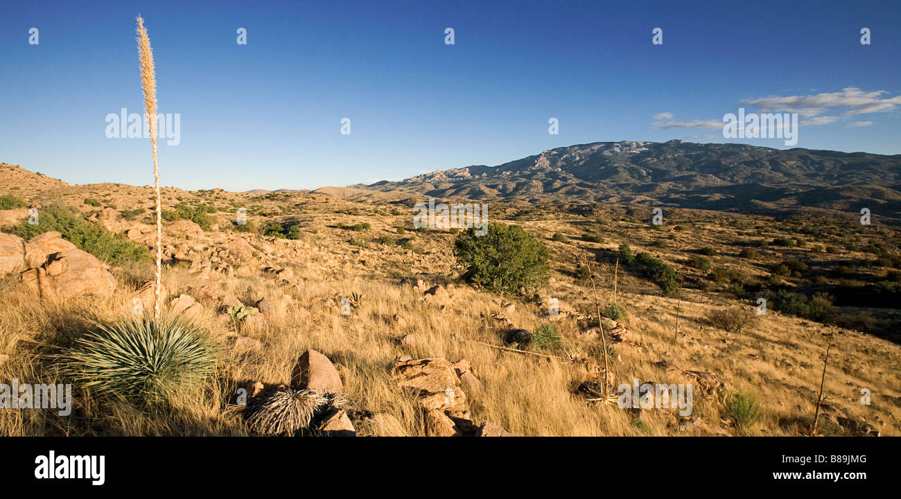 Montagne Rincon Reddington Pass Tucson in Arizona Foto Stock