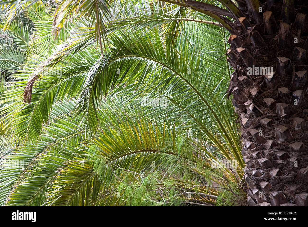 Fronde e il tronco di Canarian Palm tree Phoenix canariensis Gran Canaria Spagna Foto Stock