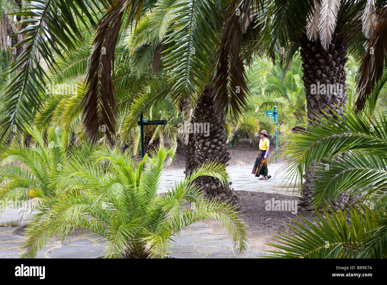 Donna che cammina attraverso il boschetto di canaria di palme (Phoenix canariensis) Jardin Canario giardini botanici Gran Canaria Spagna Foto Stock