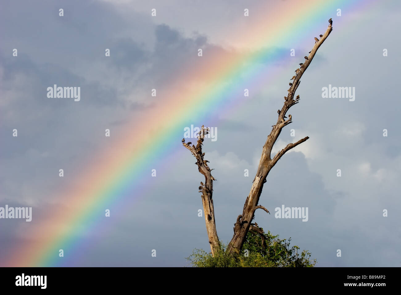 Paesaggio con un colorato arcobaleno e albero con gli uccelli contro un cielo scuro, Chobe National Park, Botswana, Sud Africa Foto Stock