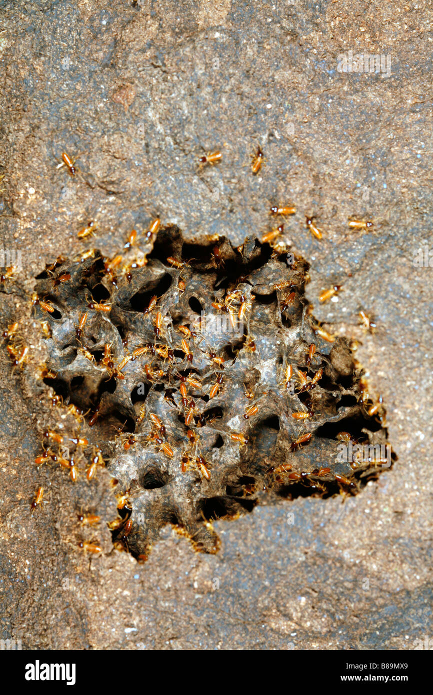 Le termiti Nasute su un danneggiato termite nest Foto Stock