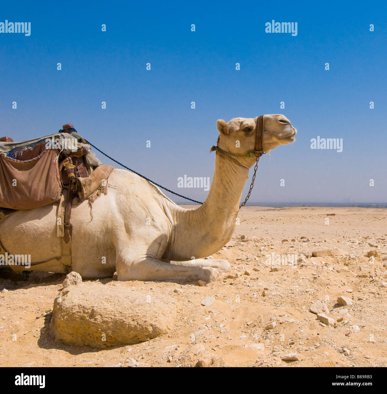 Cammello nel deserto Foto Stock