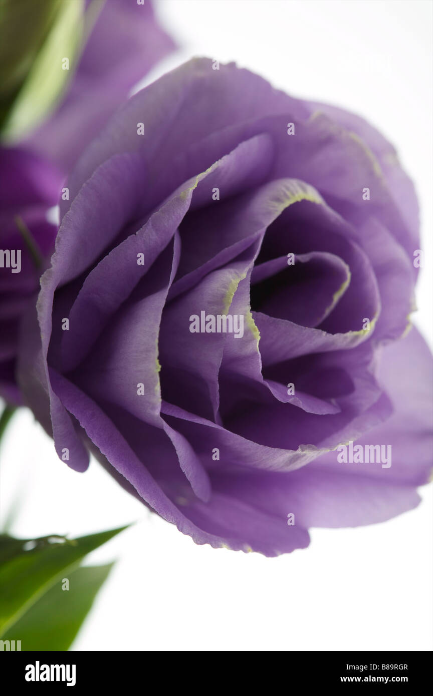 Fiore viola close up, testa di fiori di rosa come fiore Foto Stock