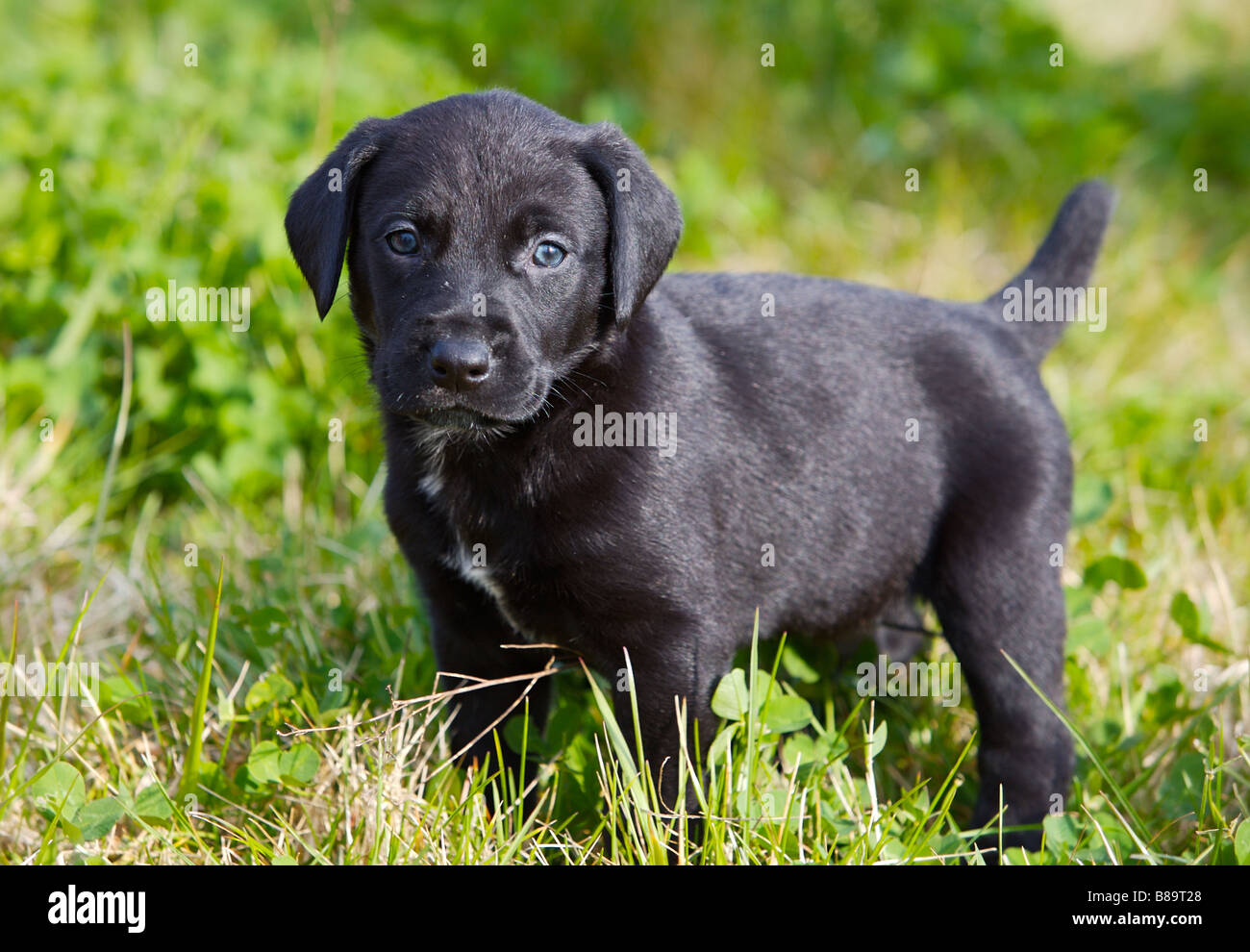 Adorabile cane piccolo sull'erba verde Foto Stock