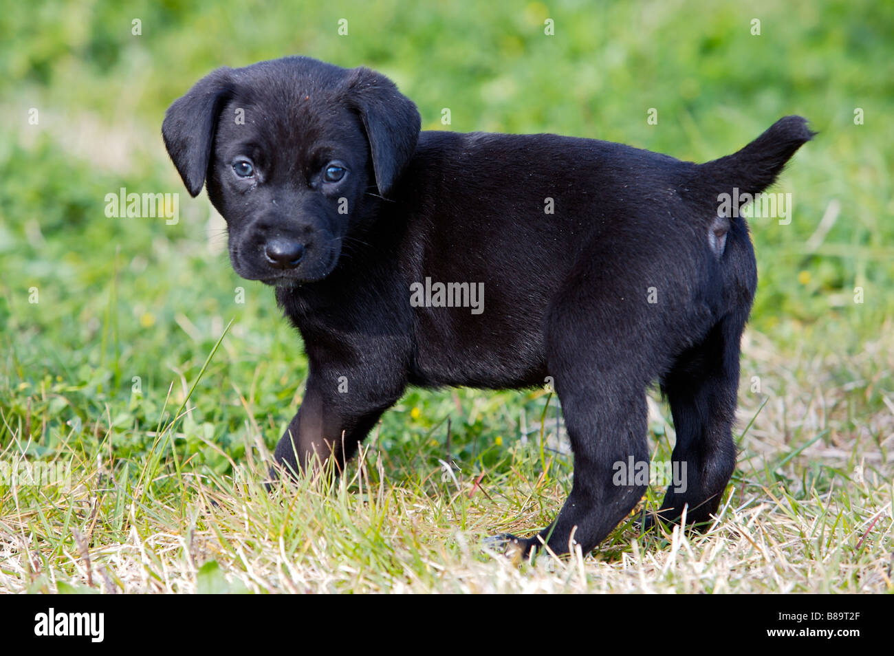 Adorabile cane piccolo sull'erba verde Foto Stock