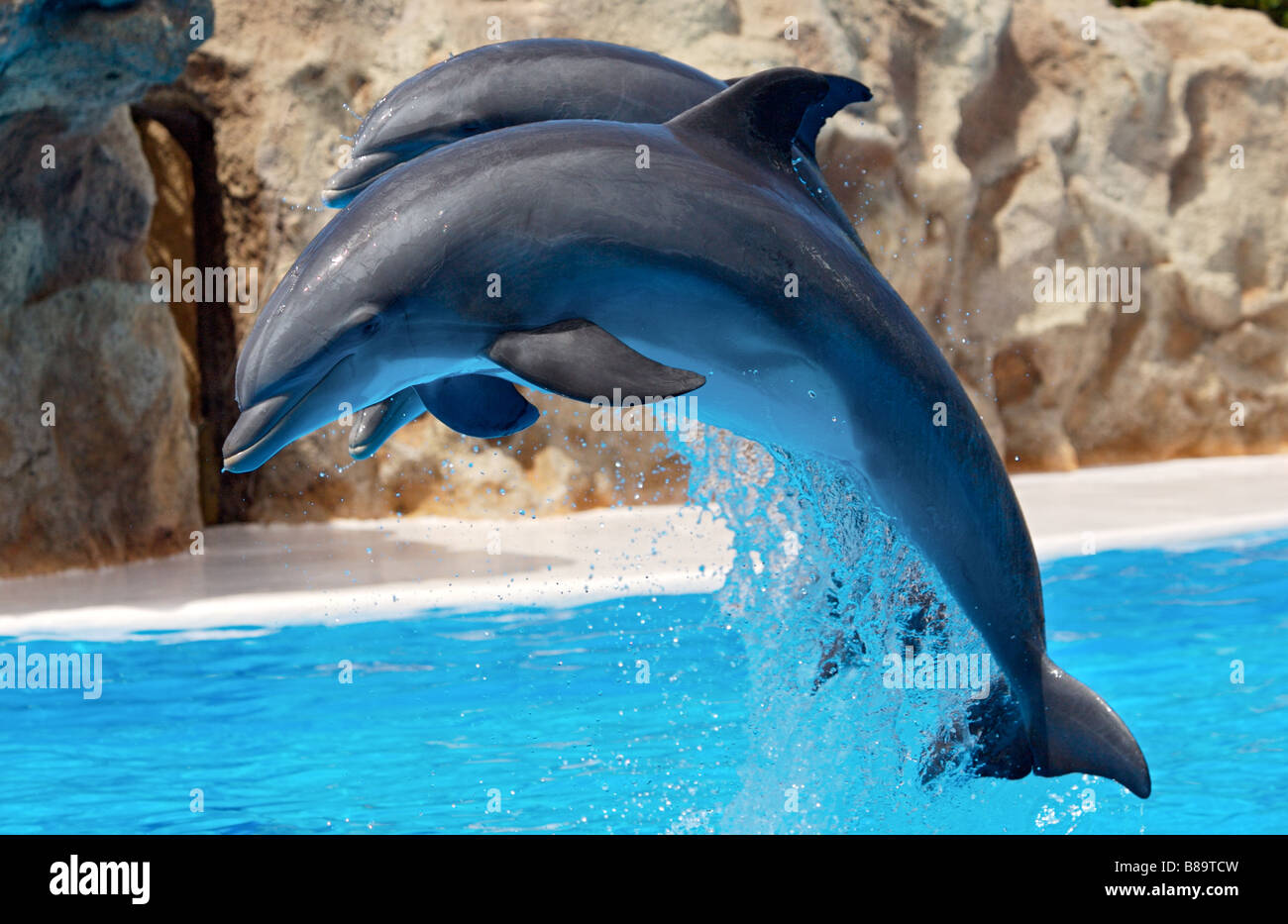 Foto di delfini fare una mostra in piscina Foto stock - Alamy
