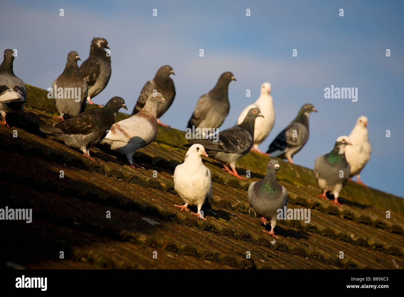 Piccioni su un tetto in attesa per la prima colazione Foto Stock