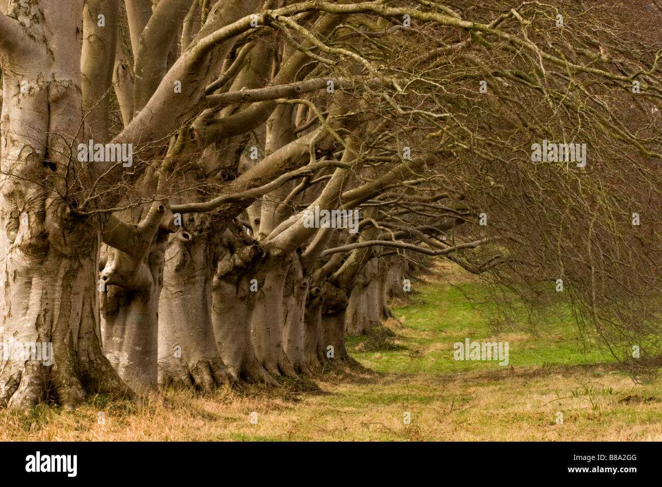 Il faggio Avenue che linee B3082 e forma una grande entrata per il Kingston Lacy estate in Dorset, Inghilterra. Foto Stock