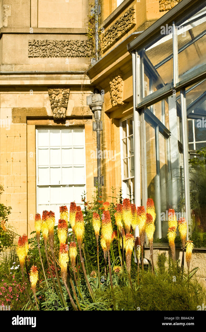 Red Hot mazze, Kniphofia uvaria, contro la parete del laboratorio di Oxford, Giardino Botanico, Inghilterra, Regno Unito. Foto Stock