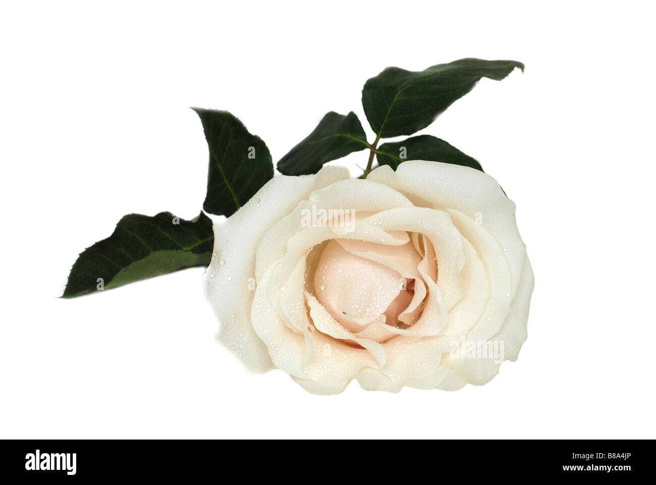Bella cremosa di rosa bianca isolata su bianco Foto Stock
