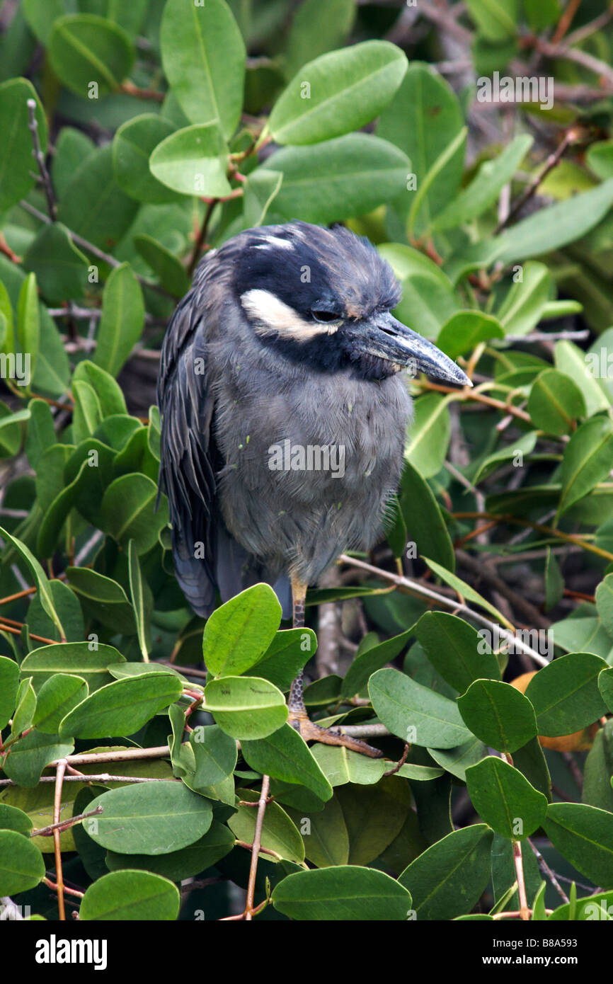 Giallo coronata nitticora, Nyctanassa violacea, in piedi nella struttura ad albero a Puerto Ayora, Isola di Santa Cruz, Isole Galapagos, Ecuador nel mese di settembre Foto Stock