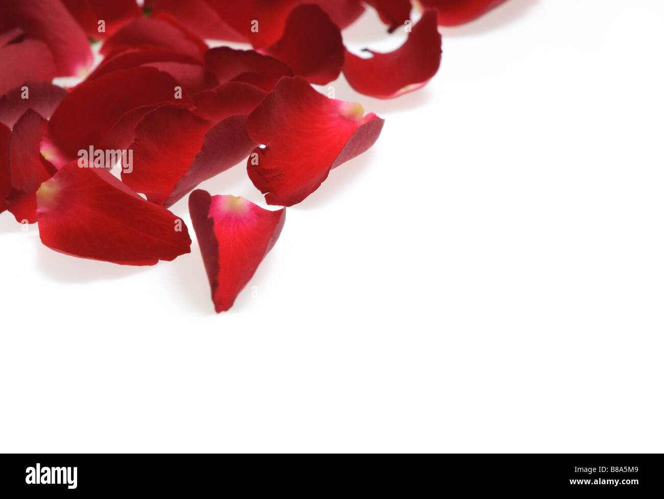 Petali di rosa su bianco perfetto San Valentino sfondo Foto Stock