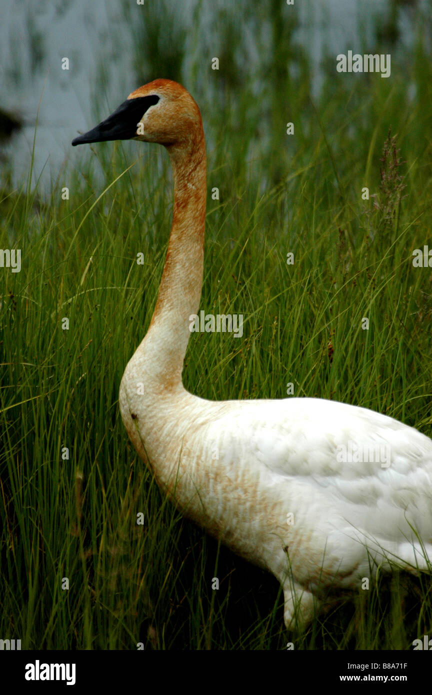 Trumpeter swan con ferro da stiro collo macchiato Alaska Foto Stock
