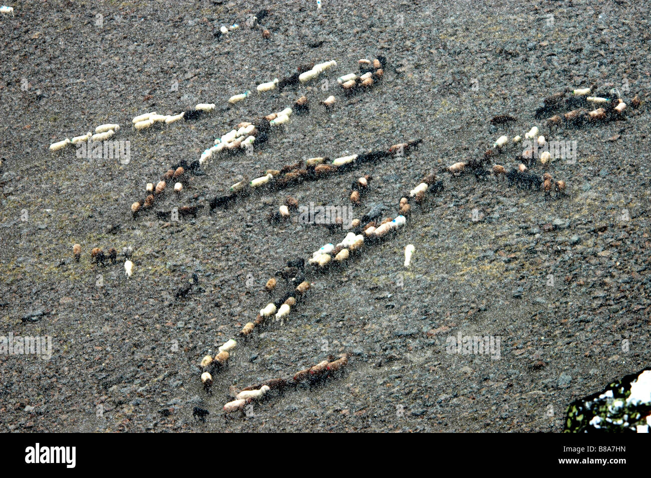 Sheepflock a piedi fino in Montagna neve caduta Val Senales Italia Foto Stock