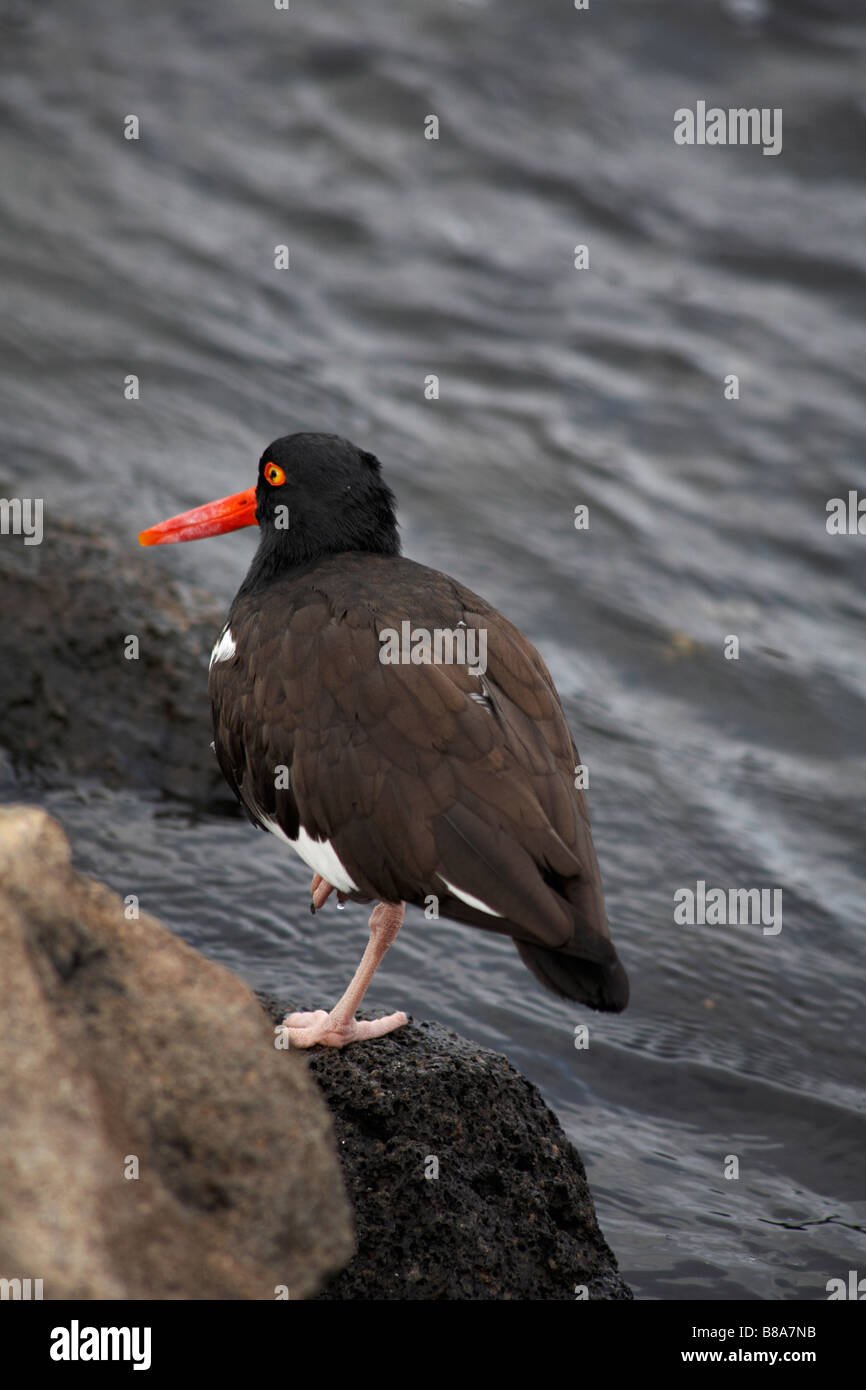 Le Galapagos American Oystercatcher, Haematopus palliatus galapagensis, in piedi su una gamba sola su una roccia a Mosquera isolotto, Isole Galapagos, Ecuador Foto Stock