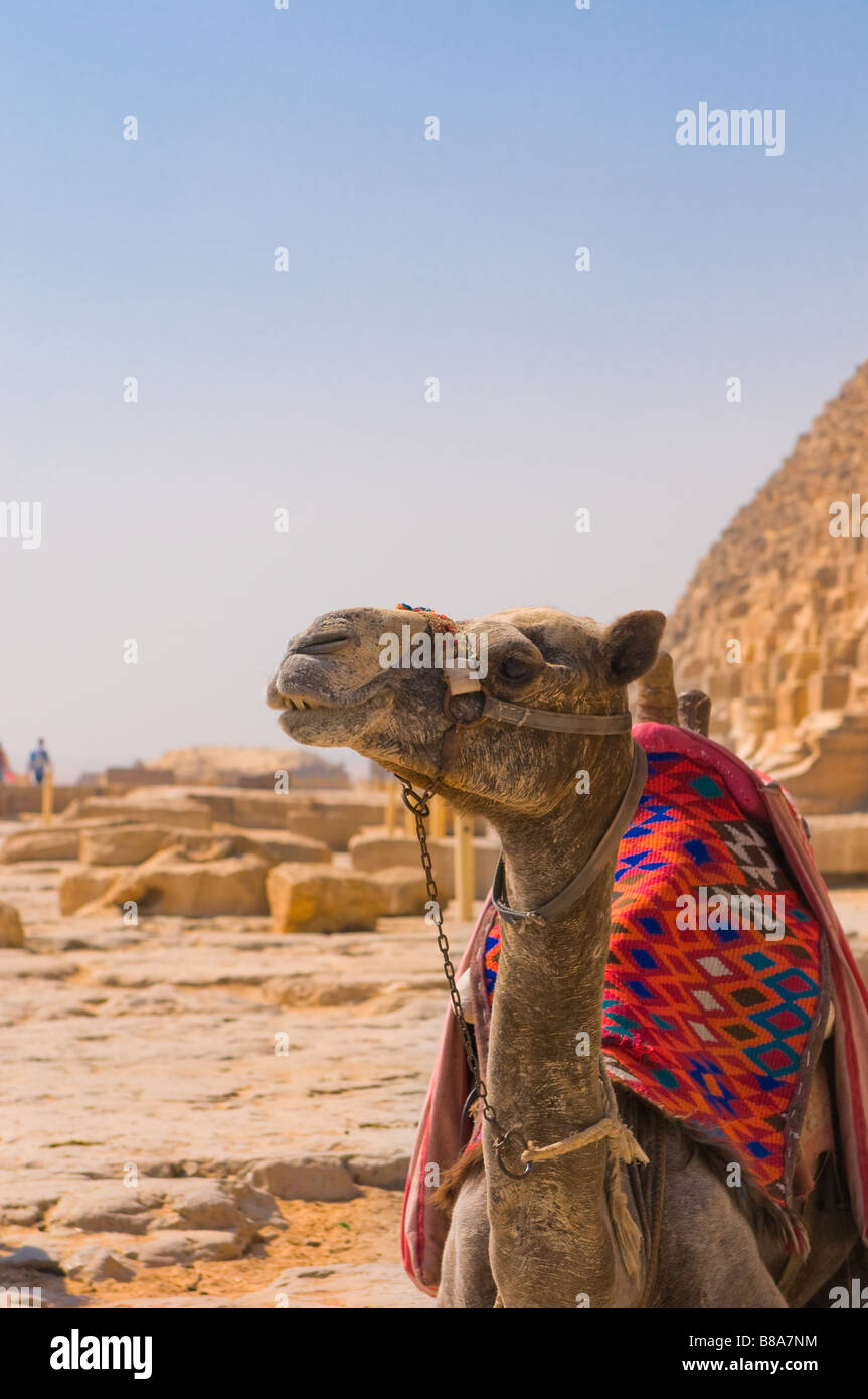 Camel accanto alla Piramide di Giza Cairo Foto Stock