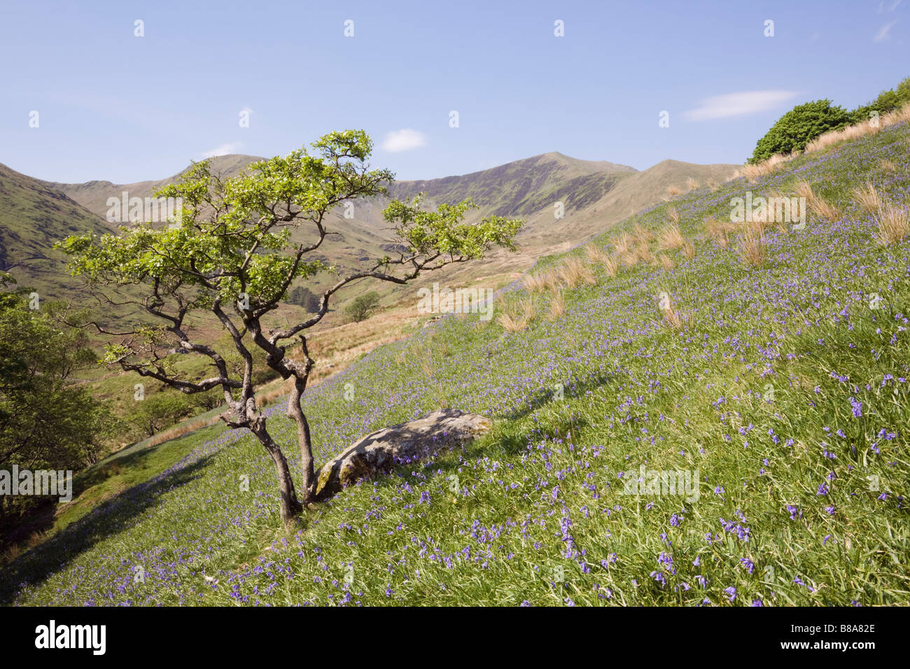 Welsh rurale valle con bluebells fioritura in aperta campagna in primavera nel Parco Nazionale di Snowdonia in maggio. Cwm Pennant Gwynedd North Wales UK Foto Stock